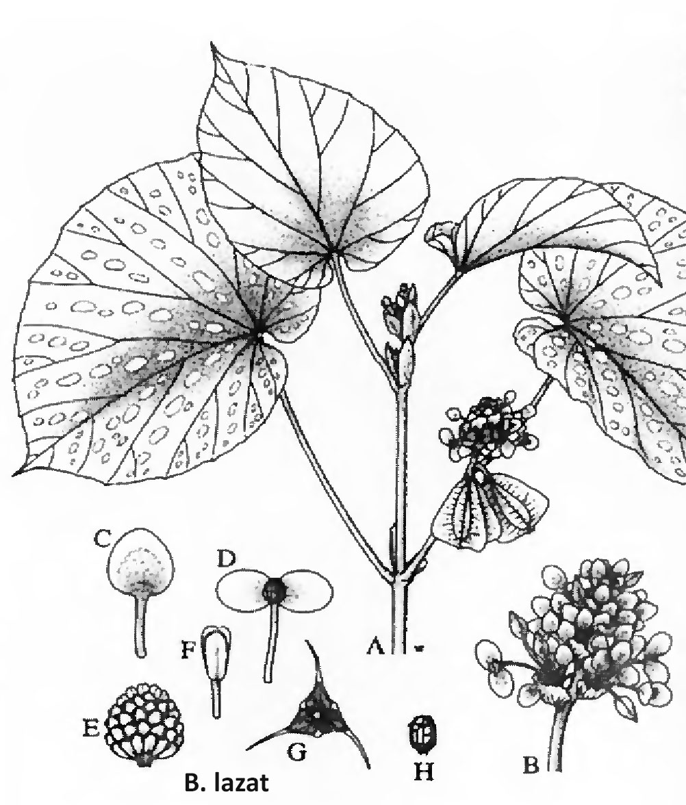 B. lazat